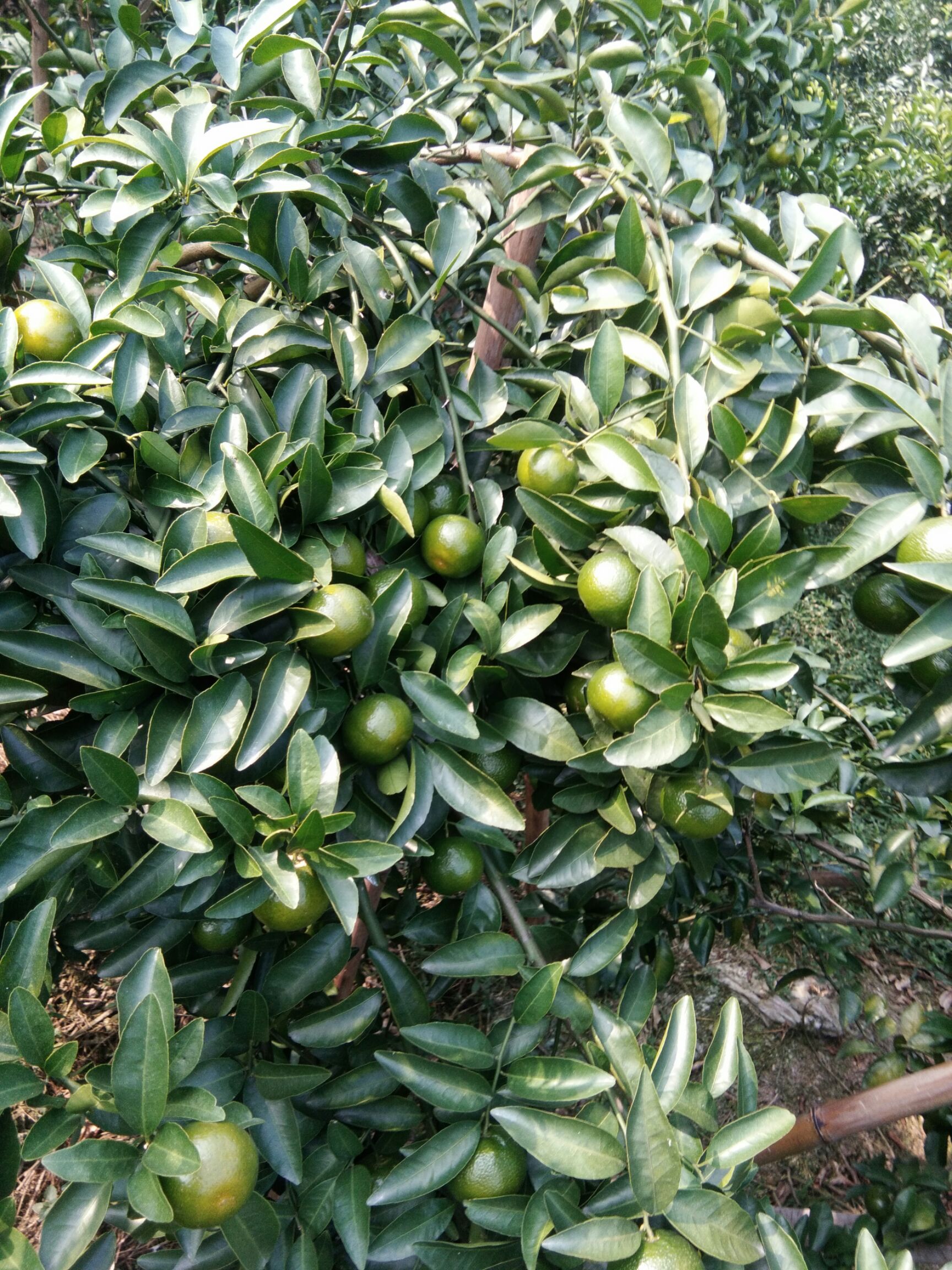 青皮蜜桔青香甜脆口口感好