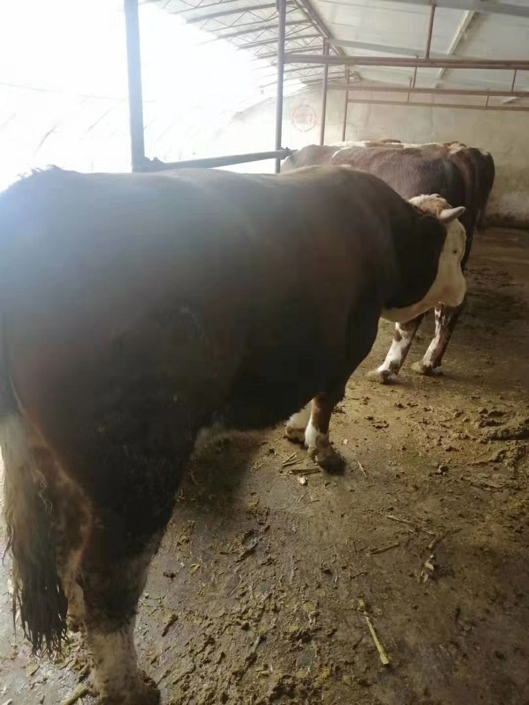 西门塔尔 肉用公牛