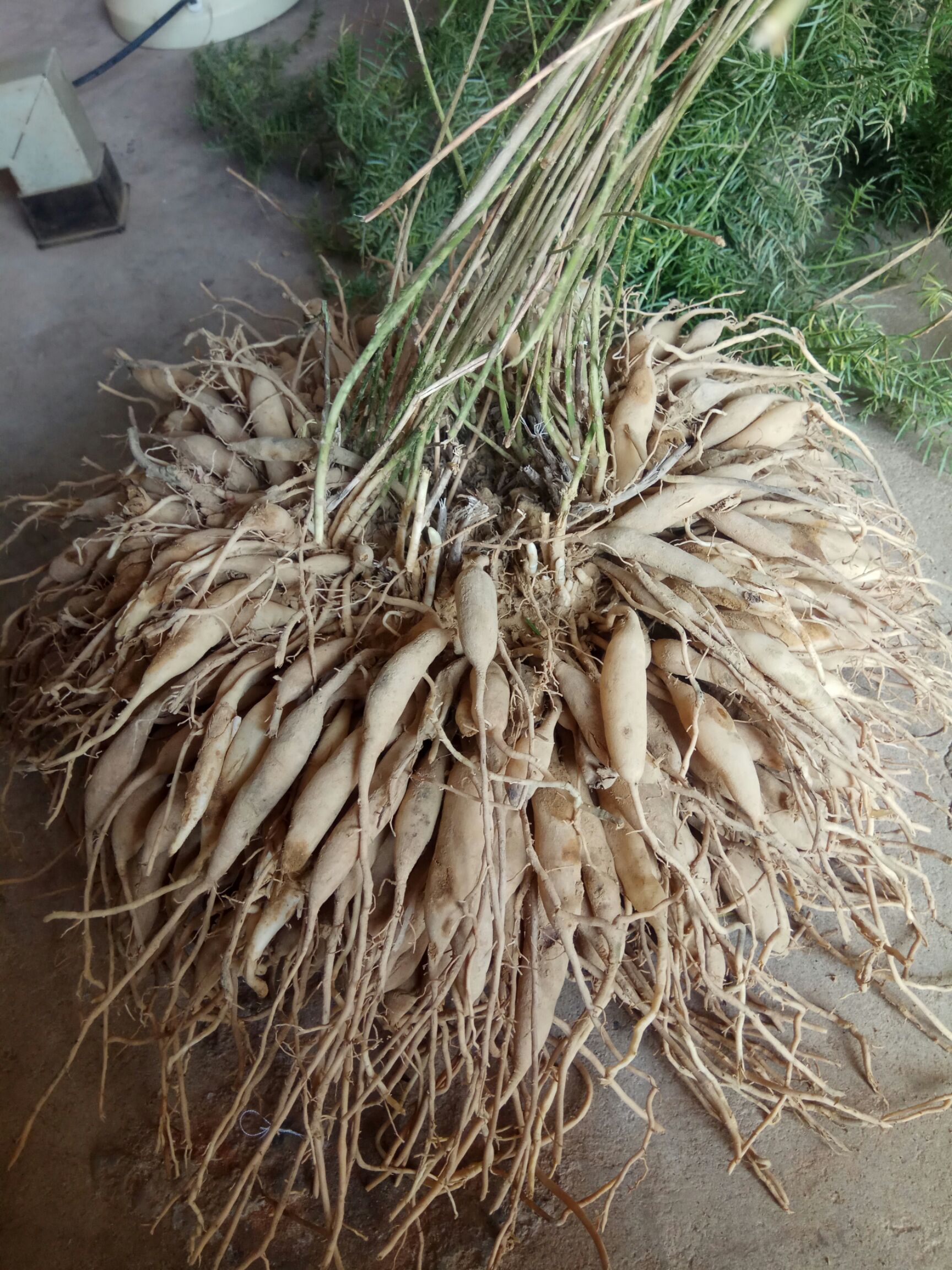 供应中药材天冬苗,高产天冬种植基地批发优质天冬种苗
