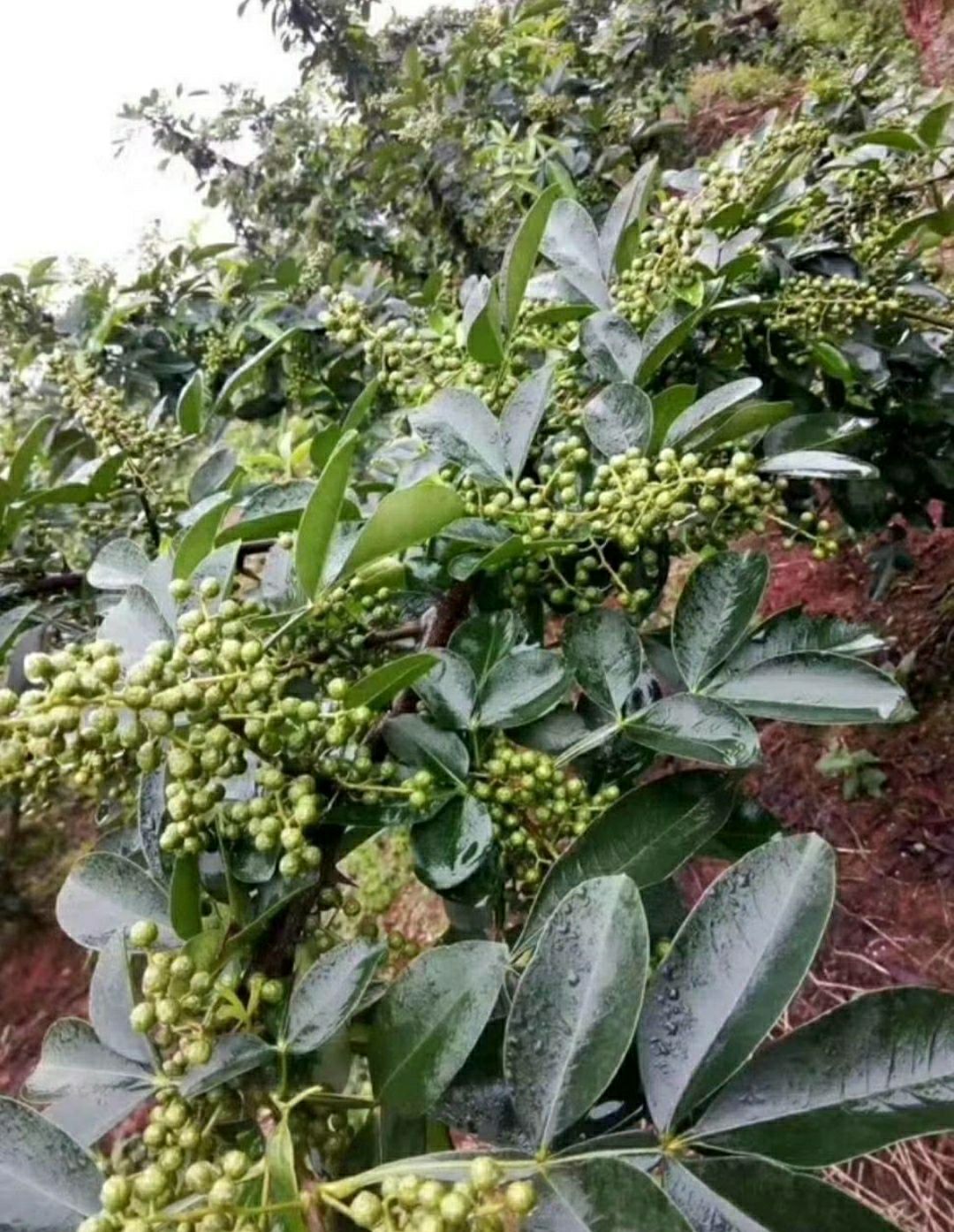 青花椒苗 青花椒树苗 优质嫁接苗 基地直发 保真包活 全国包邮