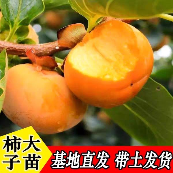 [脆柿苗批发]脆柿苗 脆柿子树苗无核柿树盆栽地栽嫁接火晶磨盘柿子苗