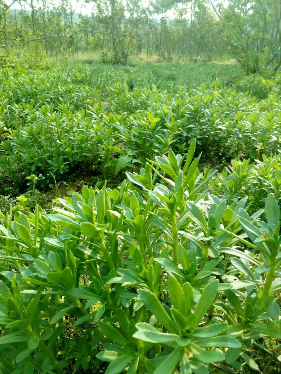 景天三七种苗 养心菜种苗 养心菜苗子 救心菜苗子植物高钙菜阳台盆栽