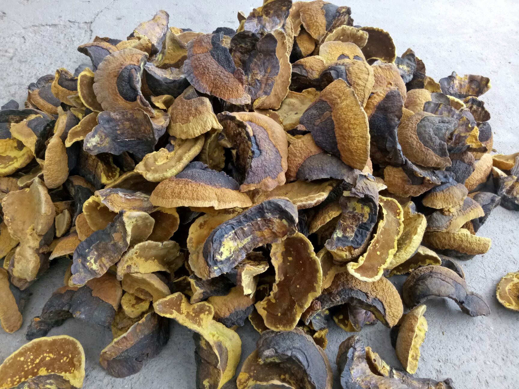吉林省通化市通化县 出售三年生木段桑黄,松杉灵芝,质量保证,货源充足
