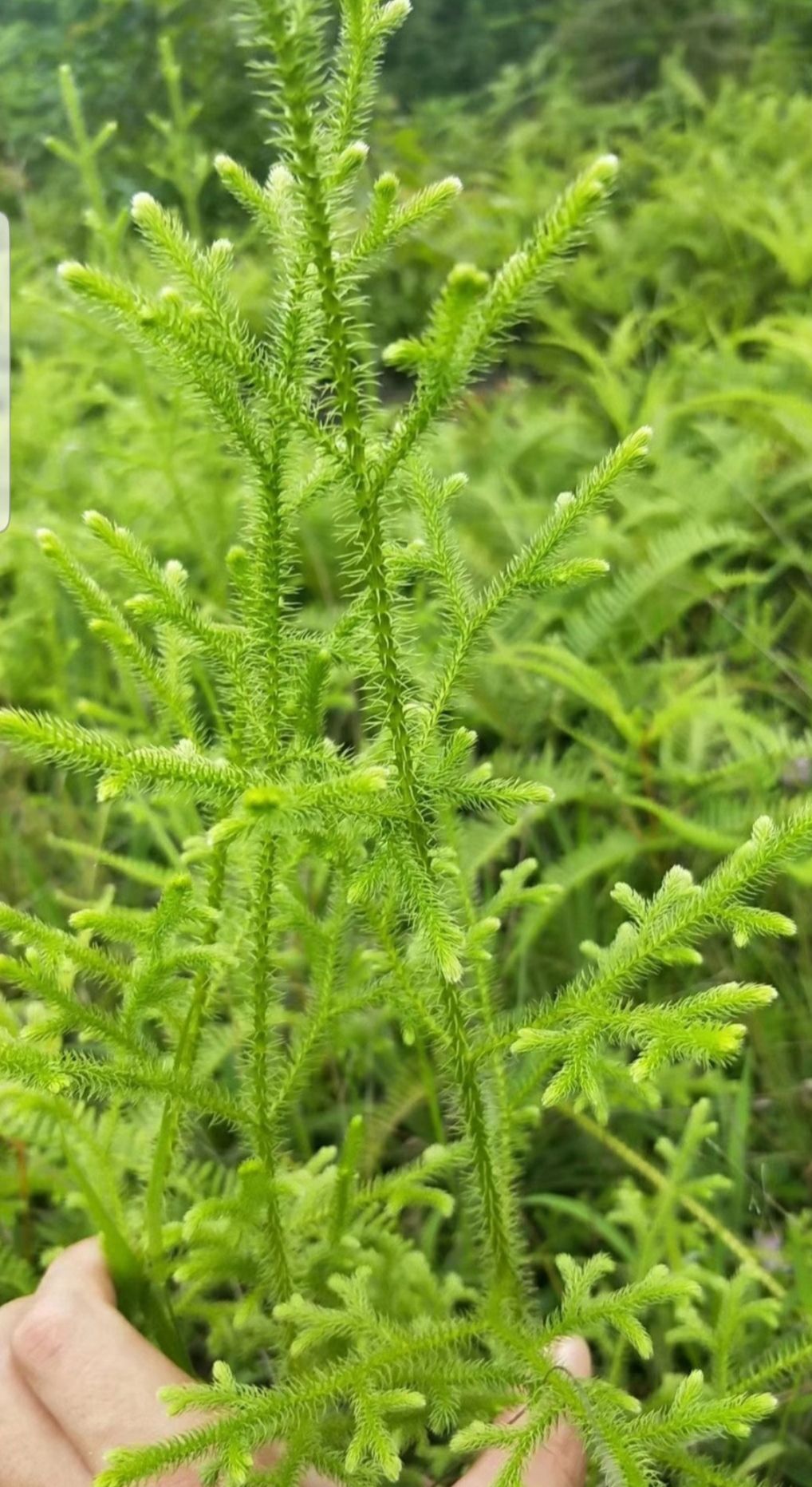 纯*生伸筋草,欢迎收购,非诚勿扰,诚信合作!