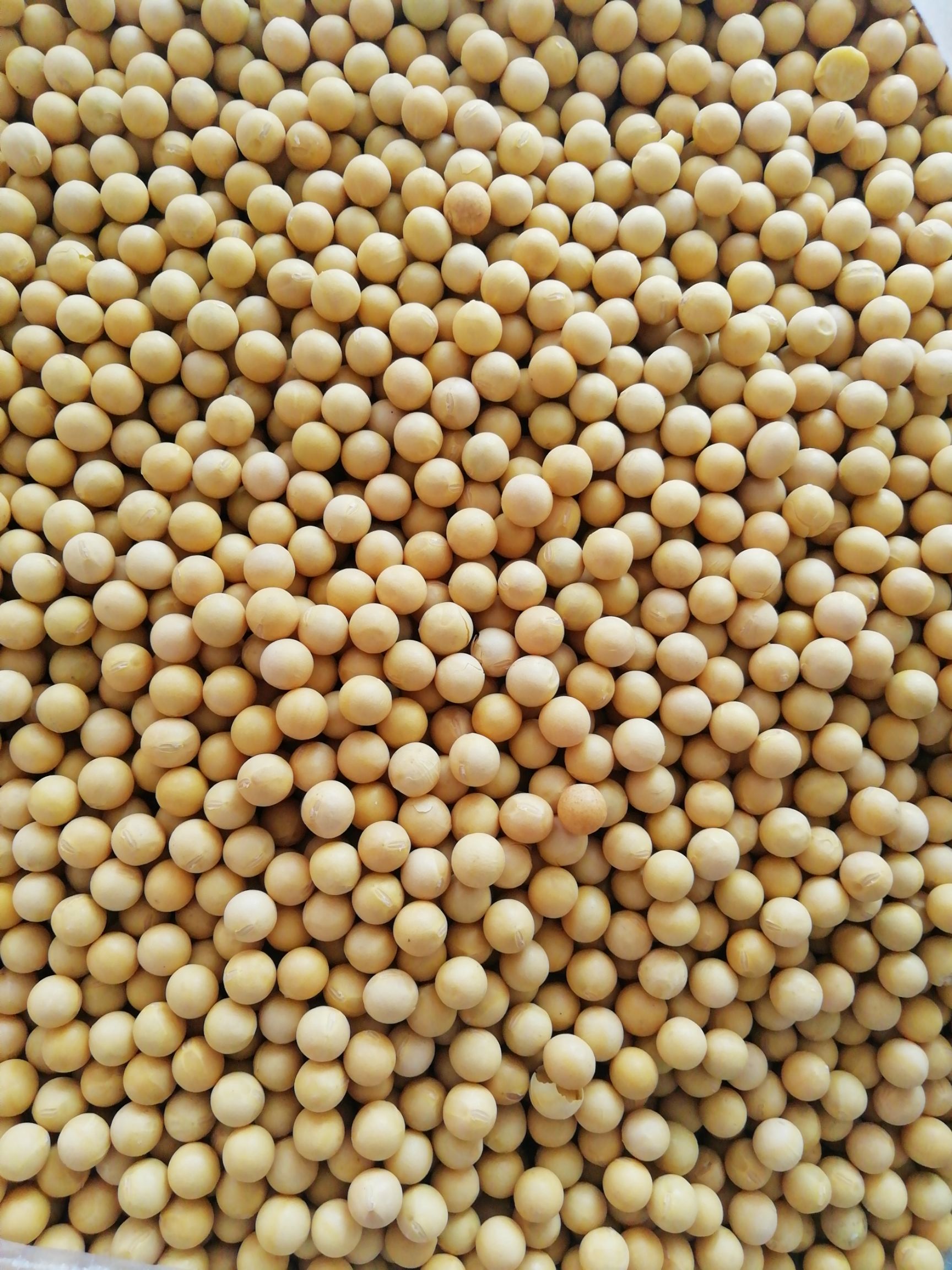 [黄大豆批发]黄大豆 常年批发高蛋白,豆腐,豆浆专用豆价格1.