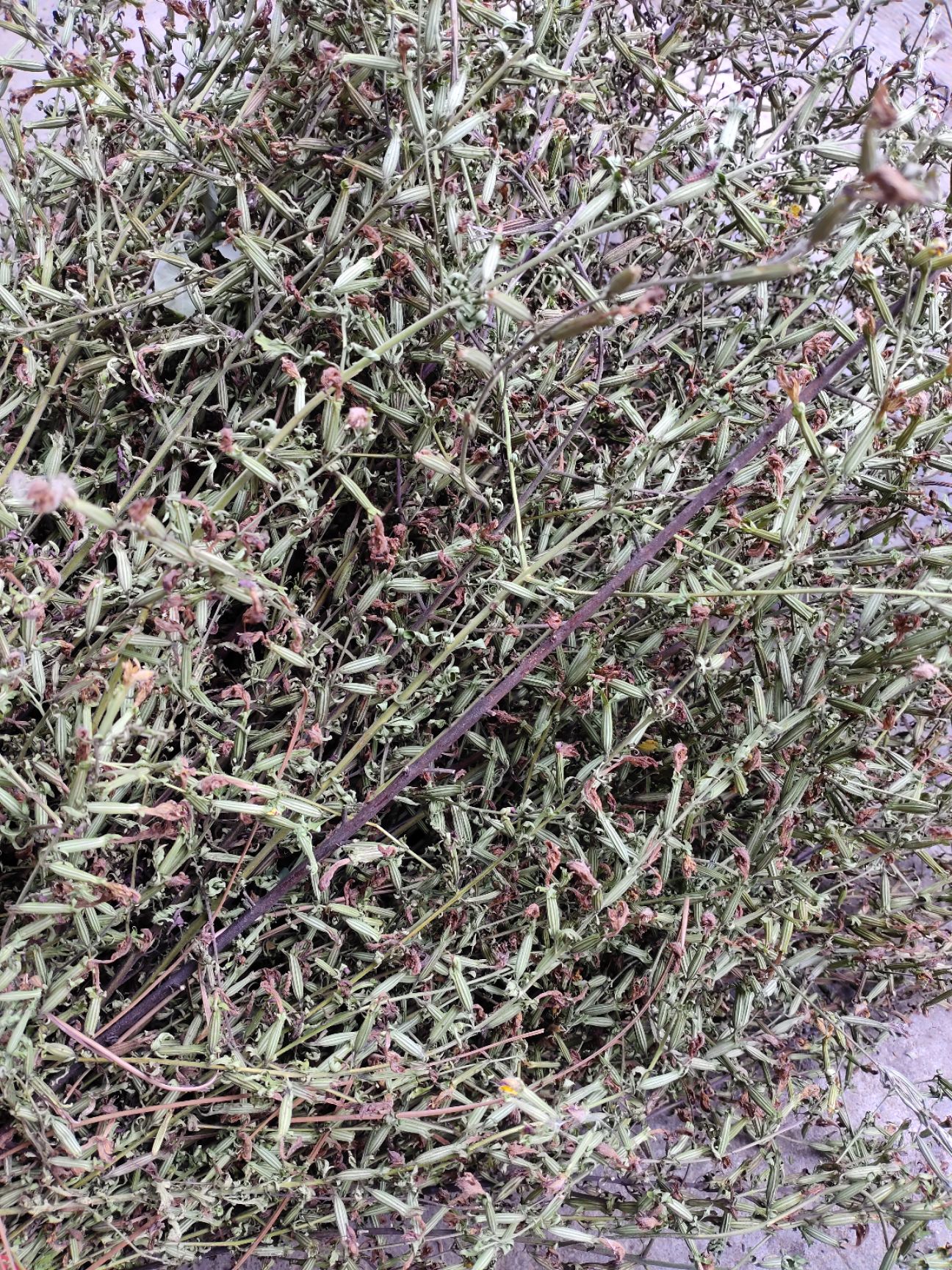 刘寄奴 北刘寄奴野生新货包含量