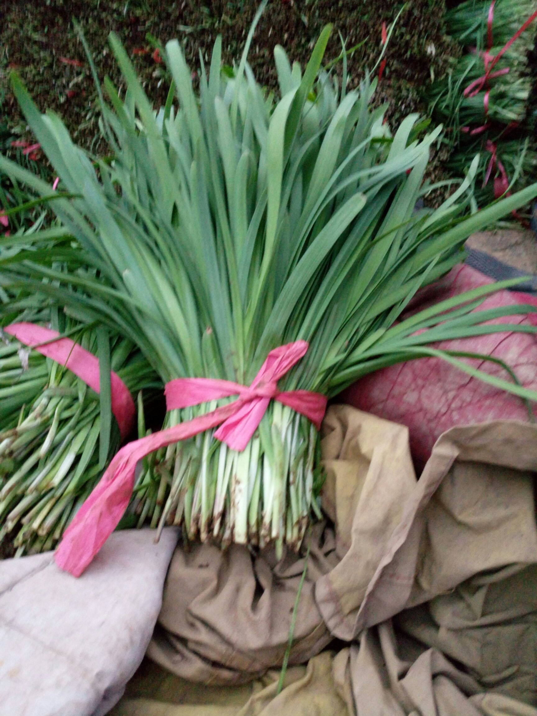 品种名:大叶韭菜 茬数:头茬 株高:30~35cm          太空