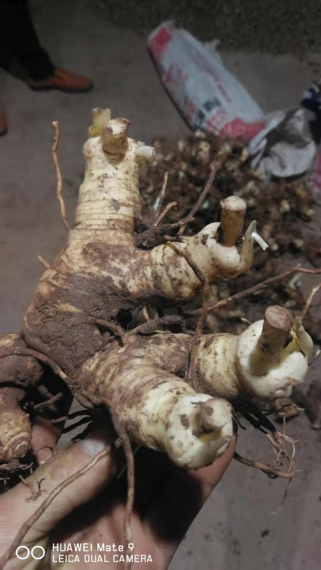 供应黄精姜型黄精种子种苗块茎黄精鲜货芽头不倒苗黄精姜黄精种