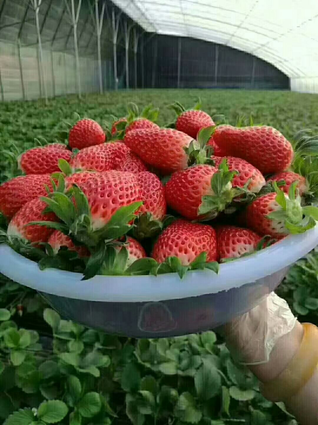 甜宝草莓.青岛平度