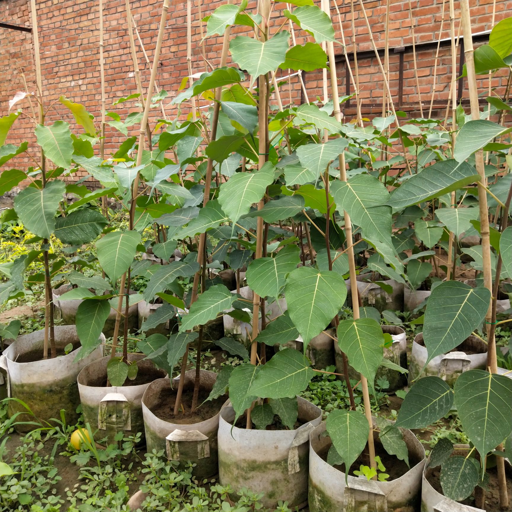 菩提榕 正宗菩提树苗 佛教瑰宝佛树金刚菩提树 北京苗圃培育菩提树