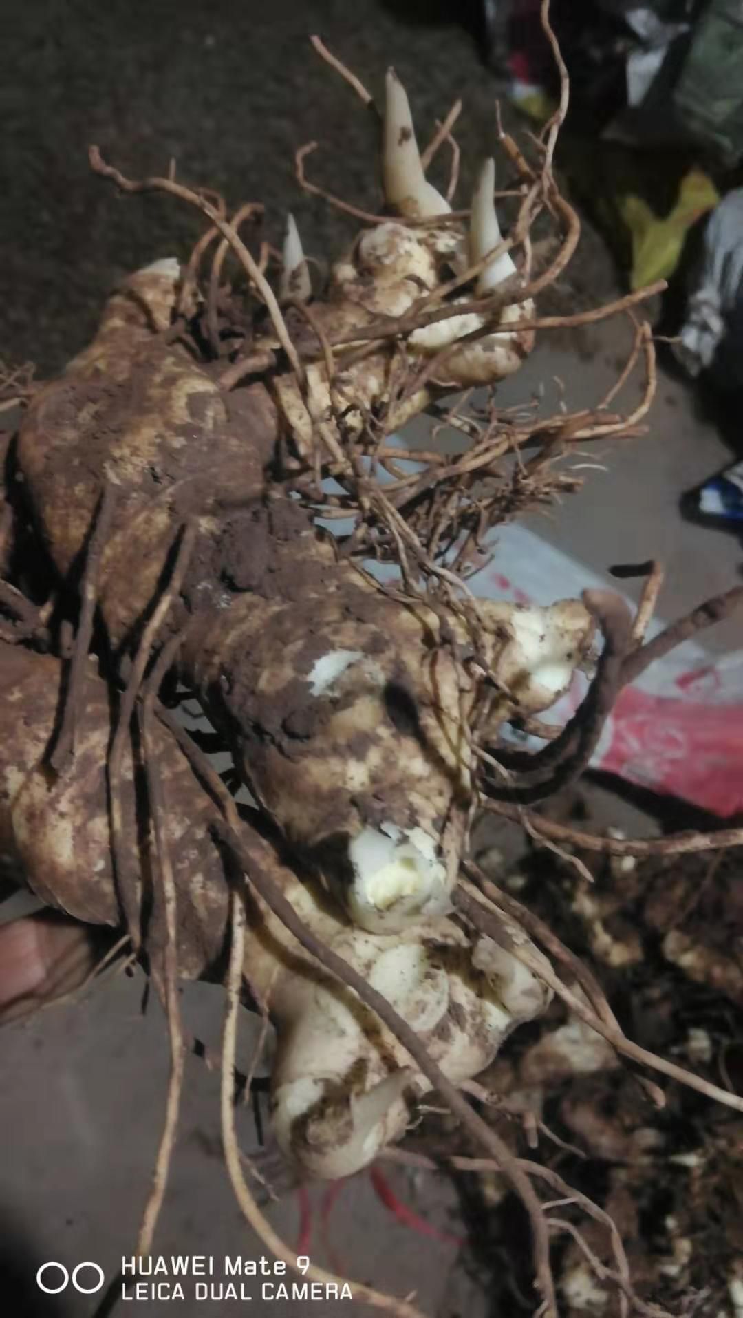 黄精种苗 滇黄精 供应黄精姜型黄精种子种苗块茎黄精鲜货芽头不倒苗
