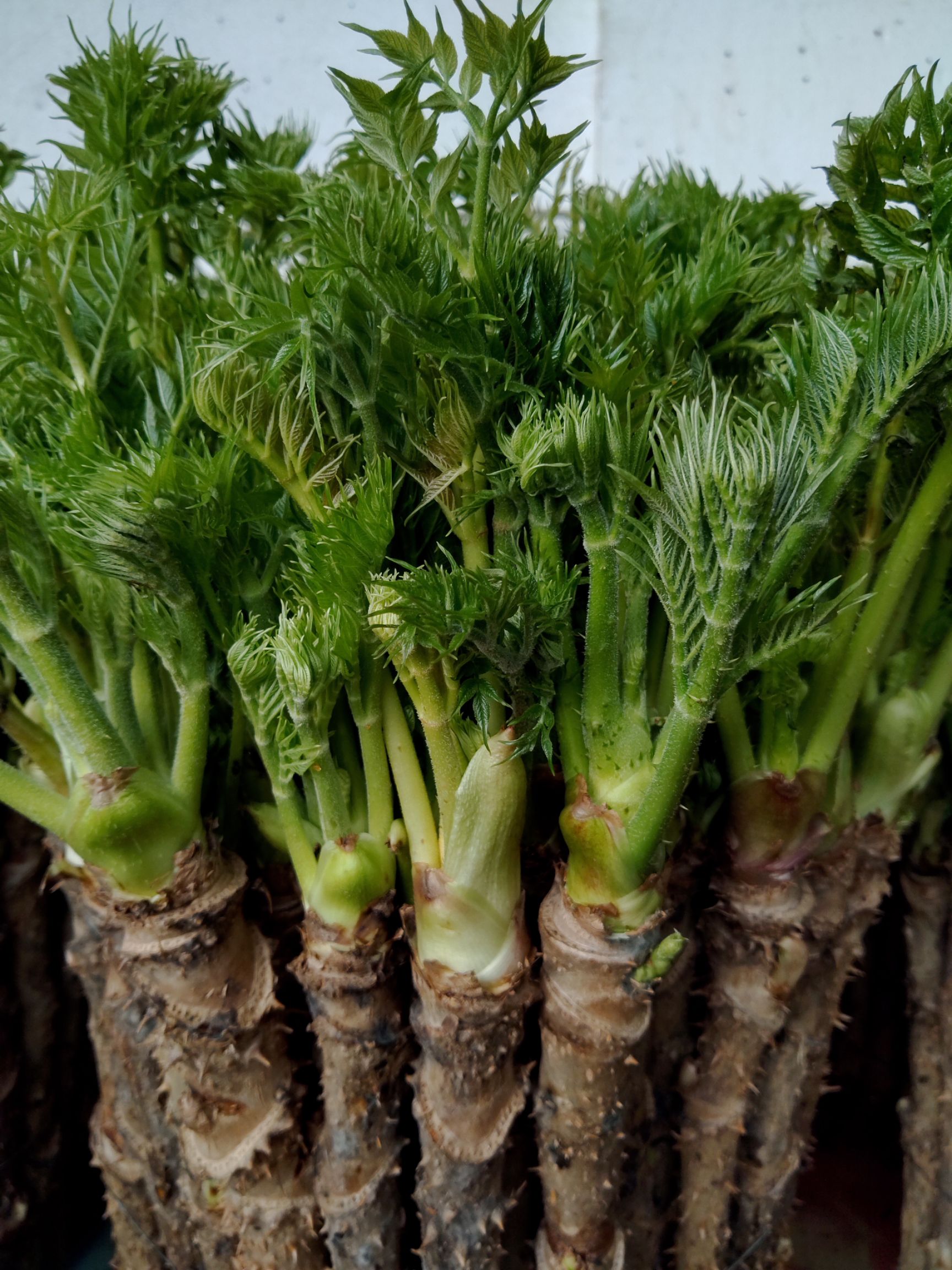 刺老芽 反季刺嫩芽山菜,纯绿色无公害,山泉水浇灌,让您食之无忧