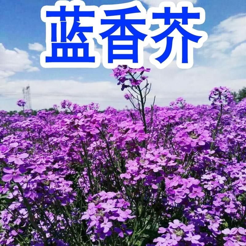 蓝香芥种子花种子四季易活景观花海花卉欧亚香花芥花籽庭院四季易