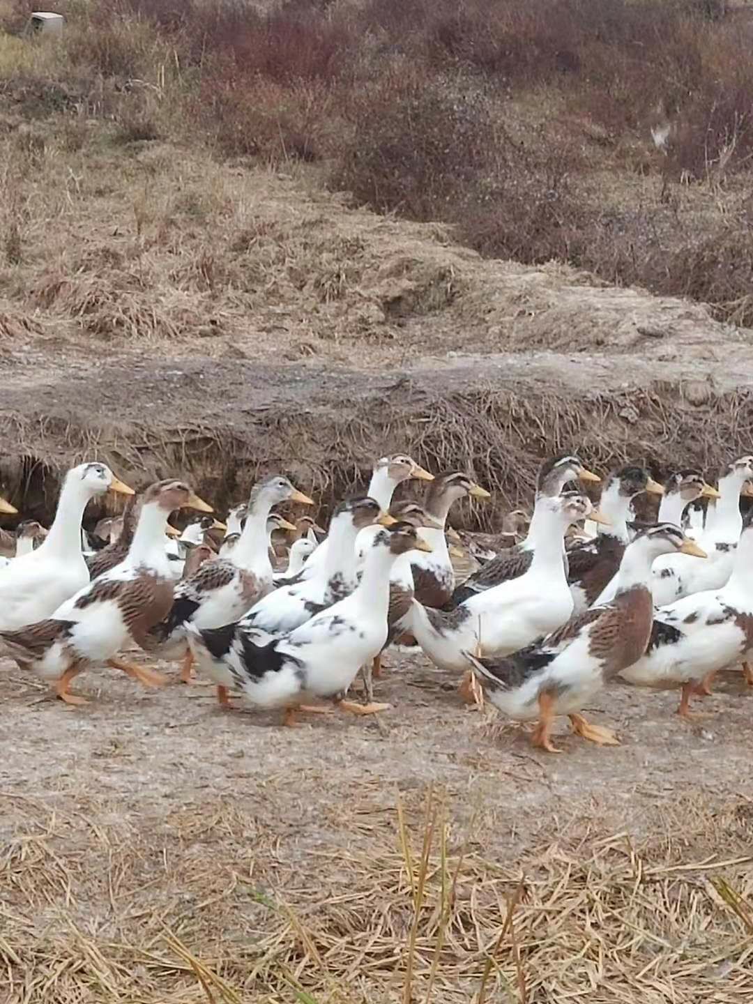 花边鸭,肉鸭,鸭肉供应