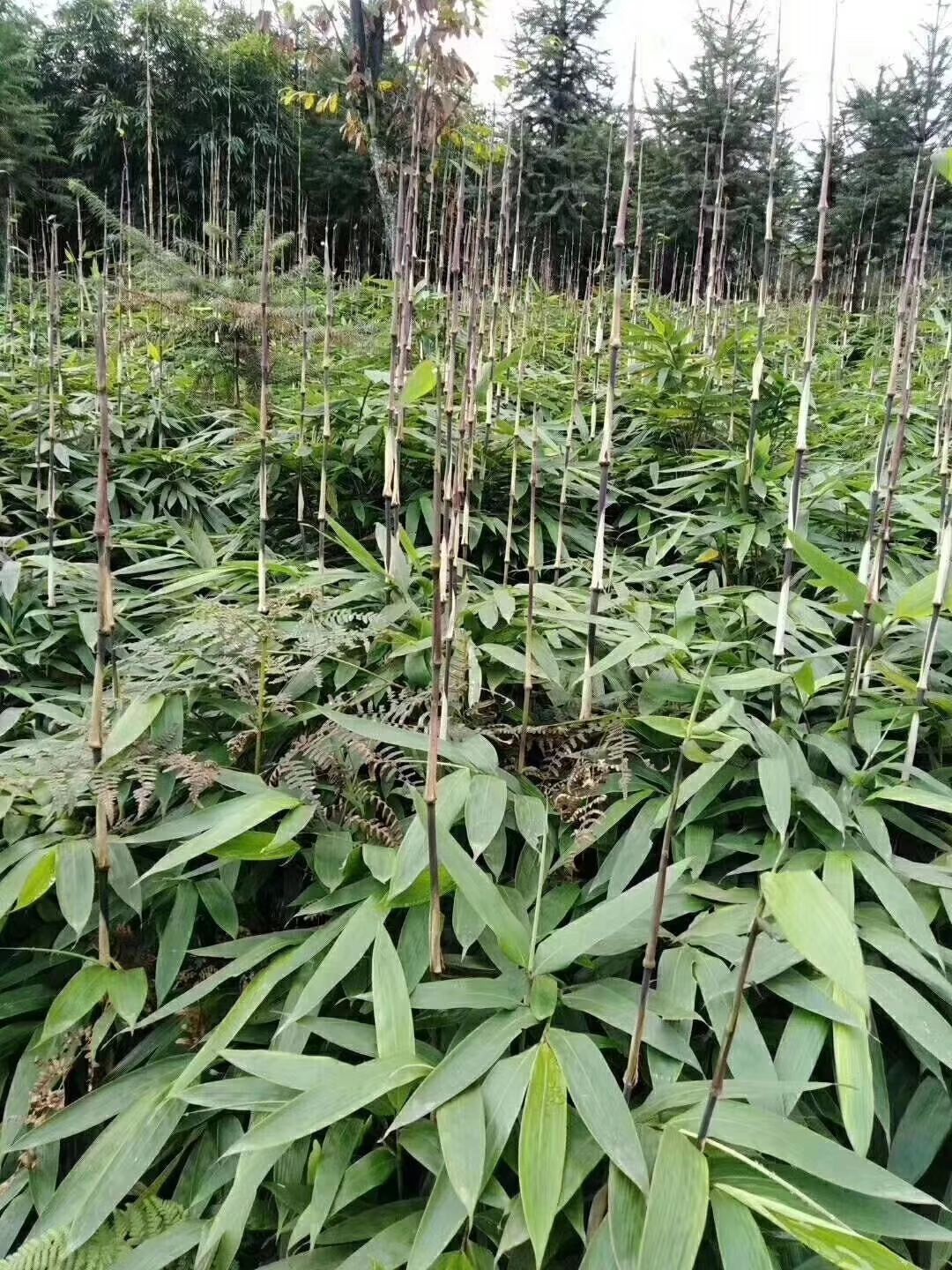 [方竹苗批发]方竹苗 大量出售袋装.裸株.罗汉竹.三月.