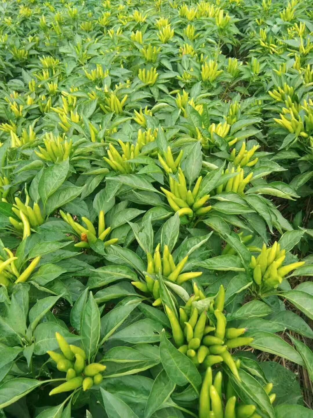 三樱椒种子 椒盼8号～三樱八号改良品种大果抗病高产耐重茬经济效益高