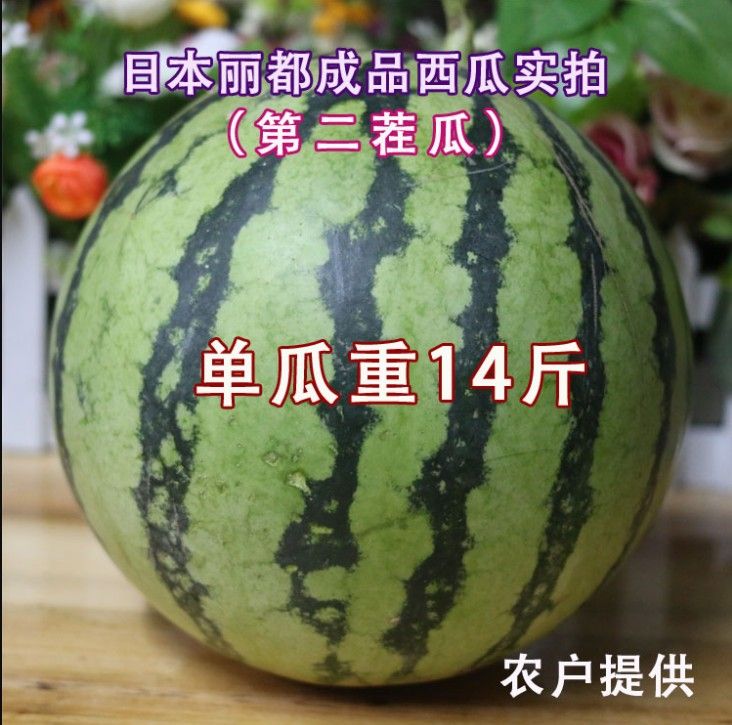 特大日本丽都西瓜种子皮薄抗裂高产稳产口感甜脆四季水果种子