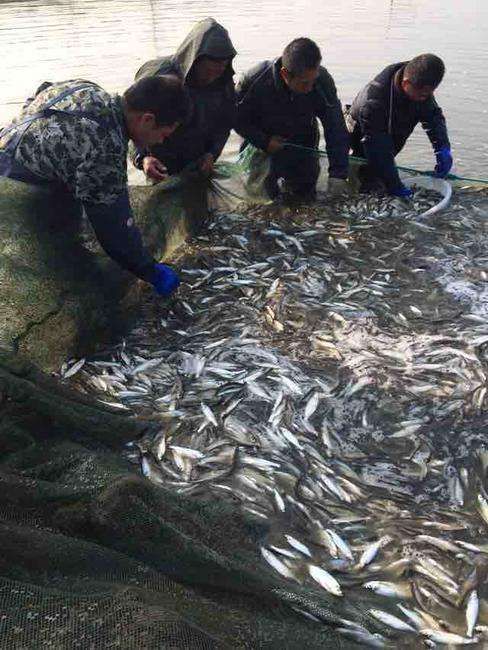 [翘嘴白鱼苗批发] 供应翘嘴鱼苗 马口鱼苗 白鱼苗 鱼0