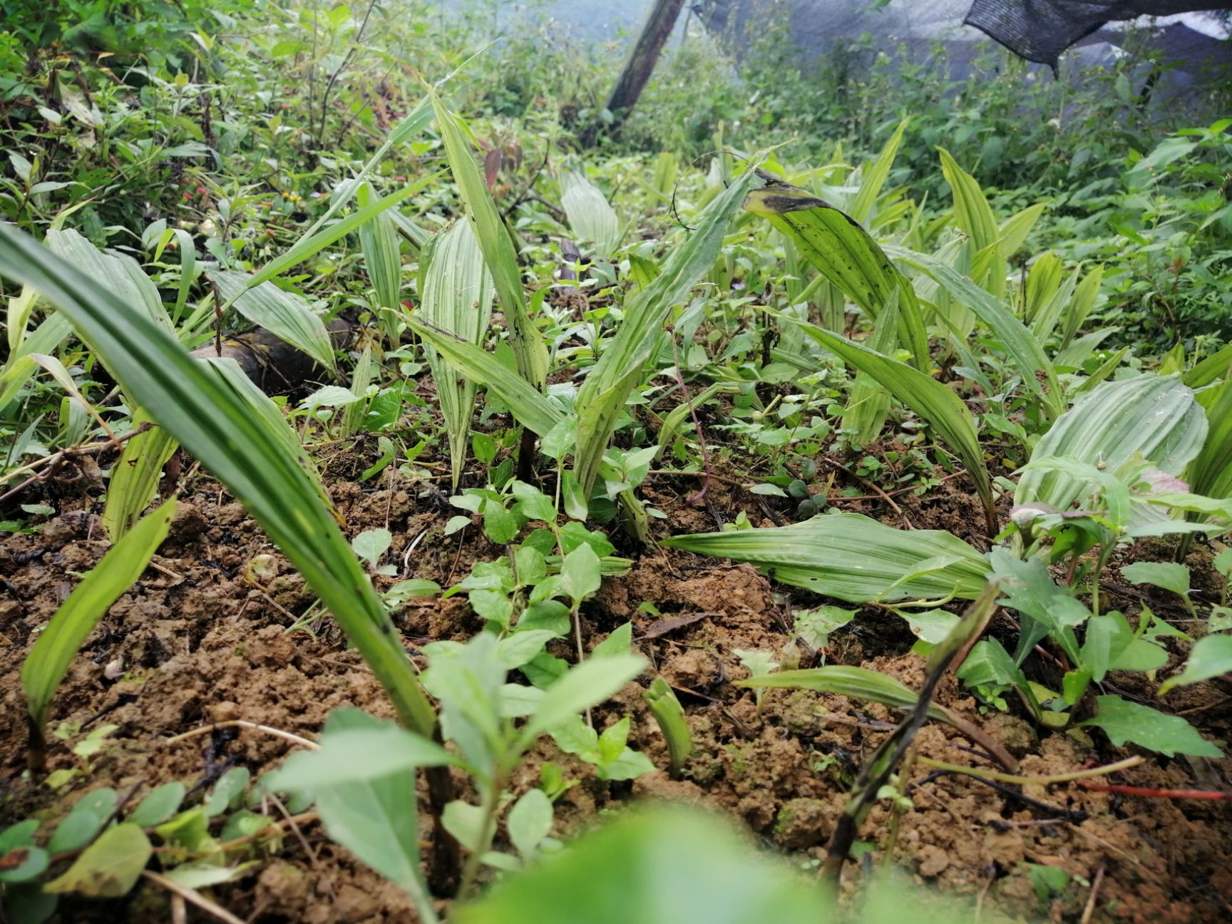 毛慈菇,冰梨子