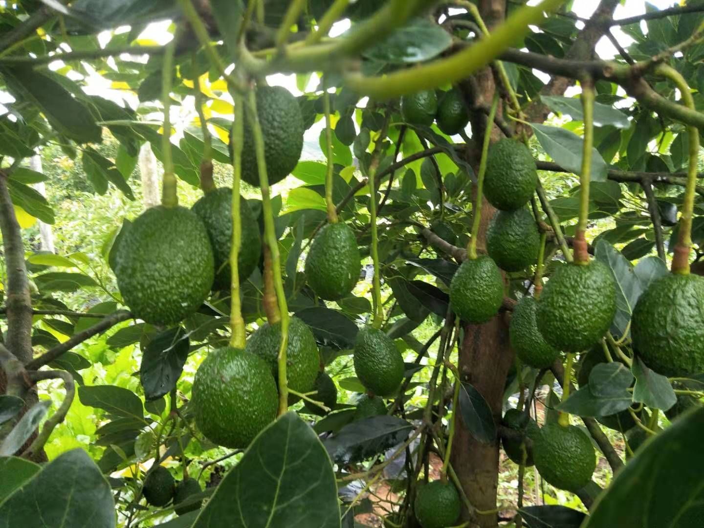 牛油果苗 实生苗杯苗有嫁接苗