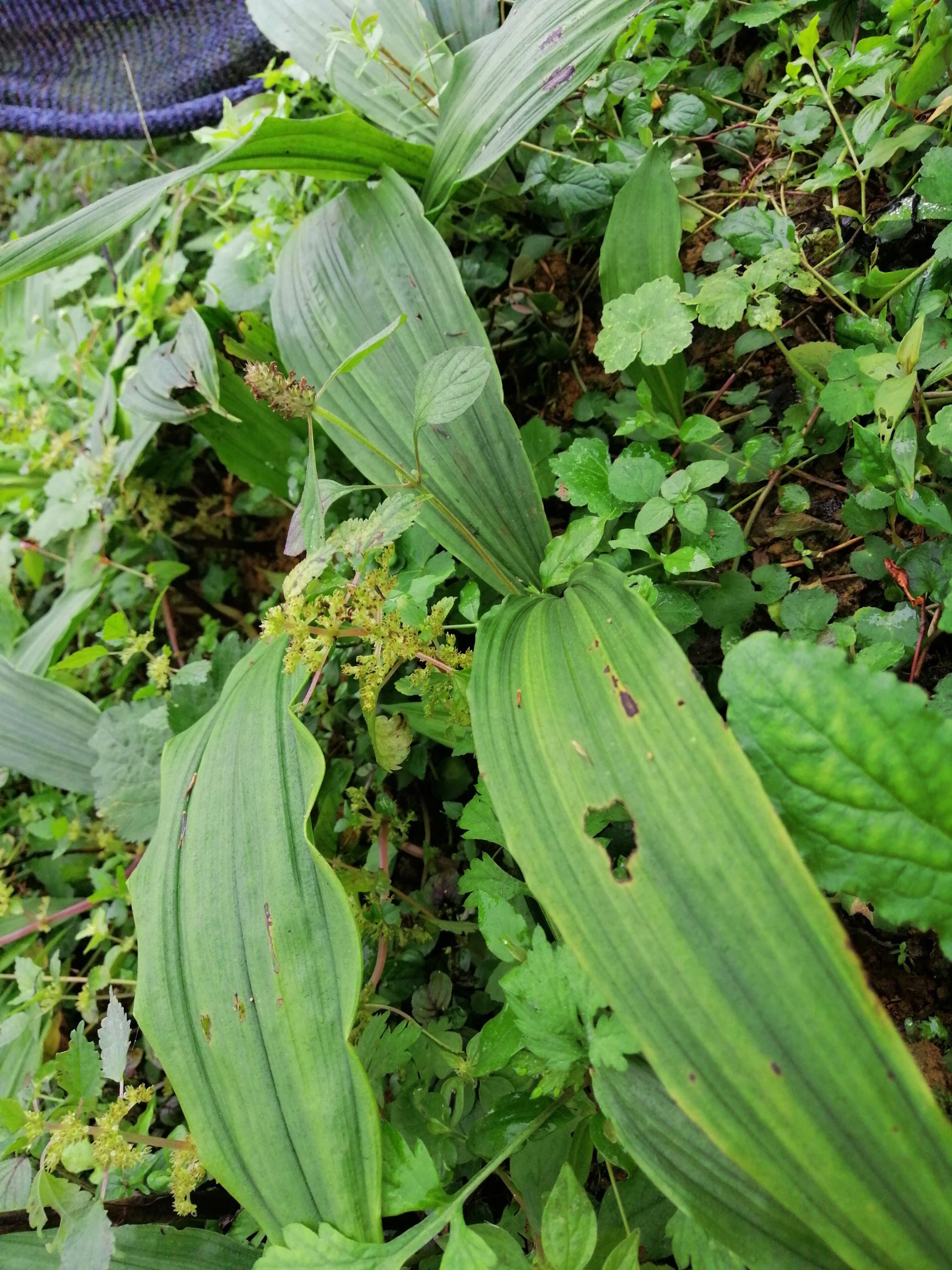 毛慈菇,冰梨子