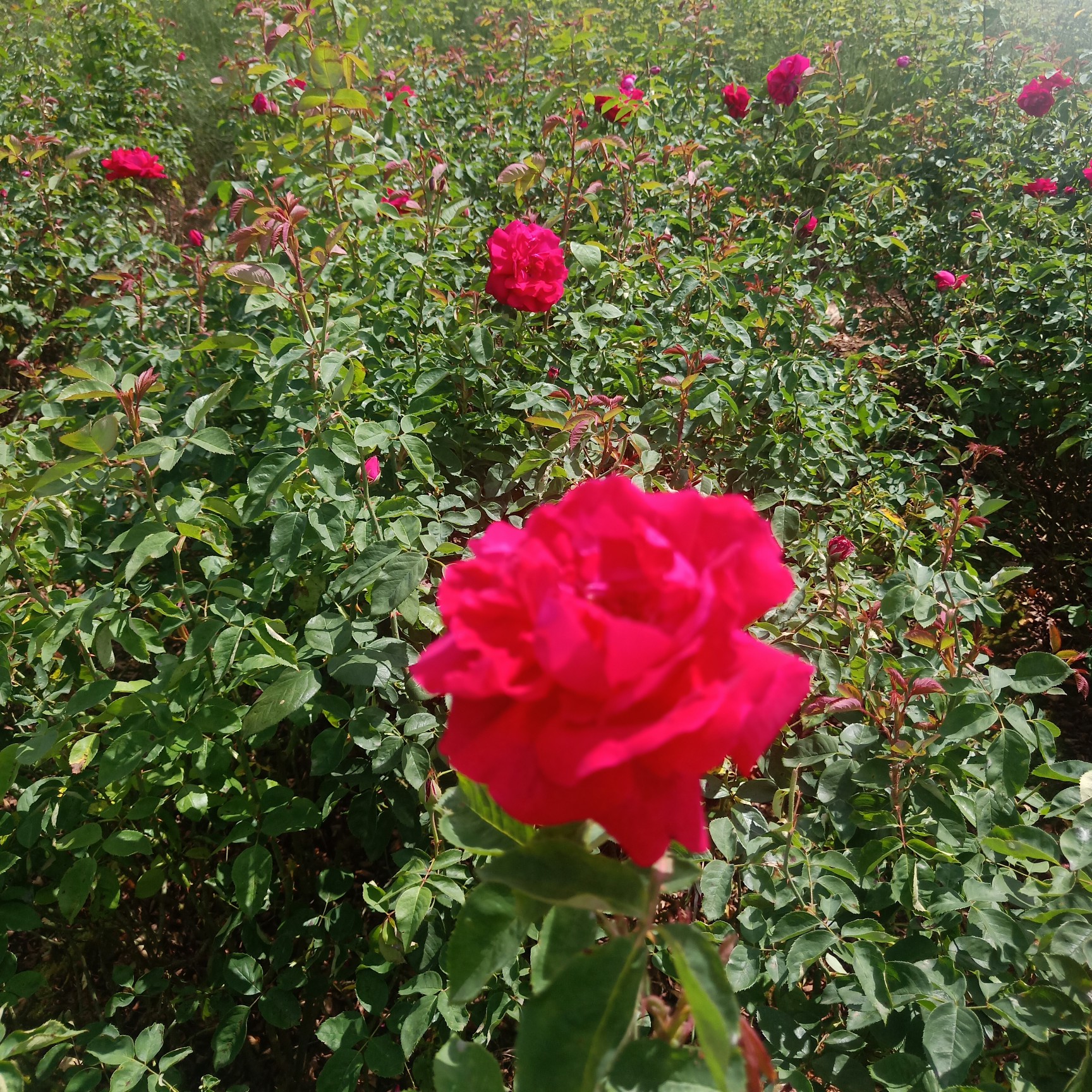 云南省昆明市呈贡区 食用玫瑰苗 滇红墨红 大马士革 金边