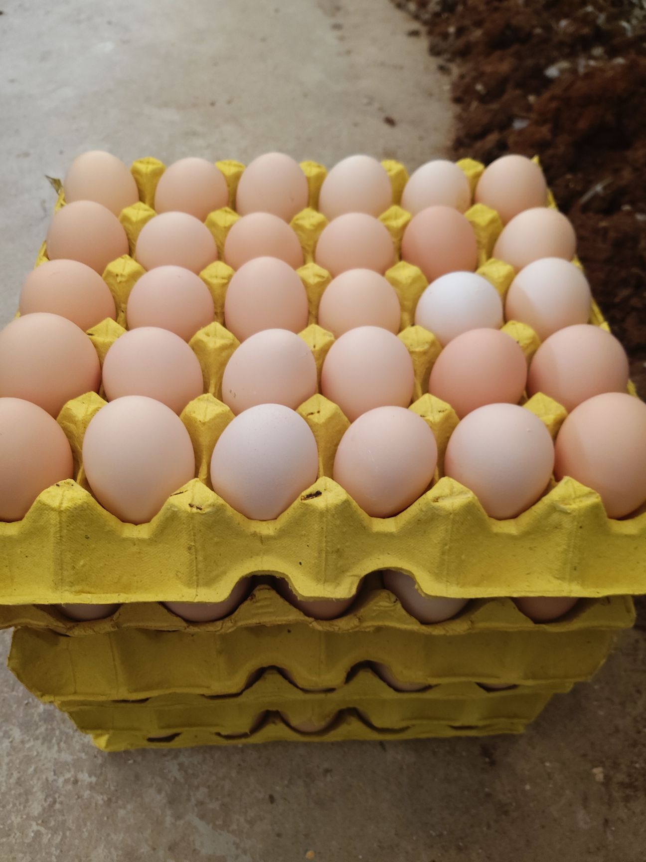 粉壳蛋广西黄心玉米鸡蛋自产自销批发