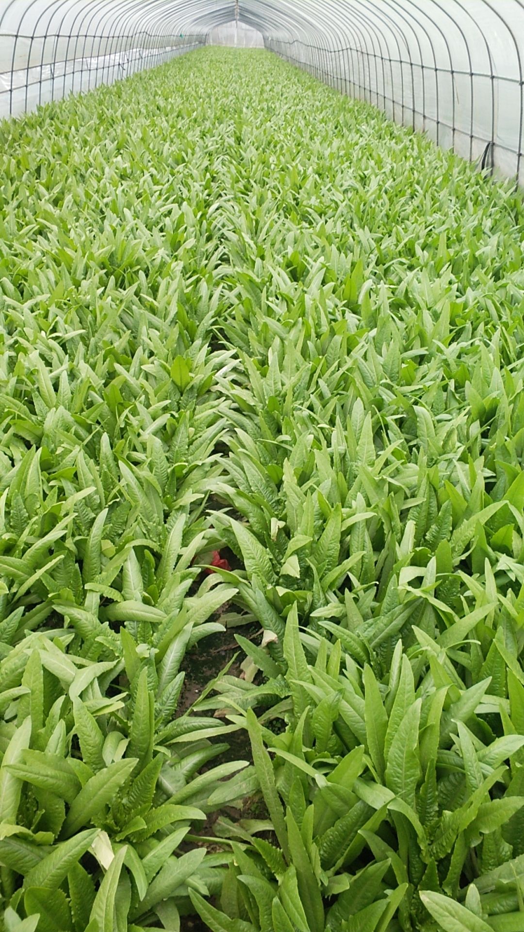 上海青 南通蔬菜种植基地直销上海小青菜,杭白菜,生菜