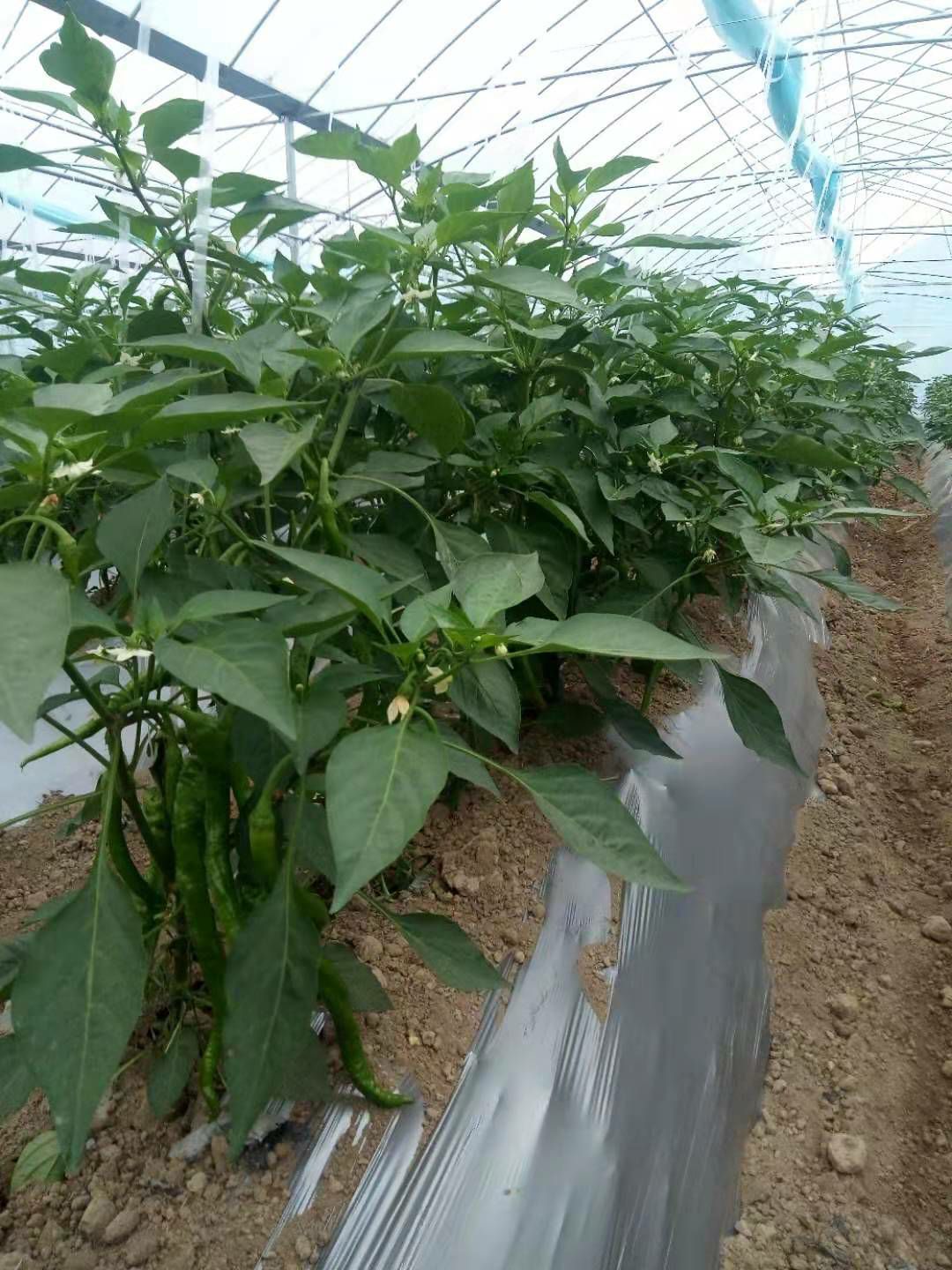 [螺丝椒批发] 现有大棚辣椒待售,欢迎老板来采购价格2.