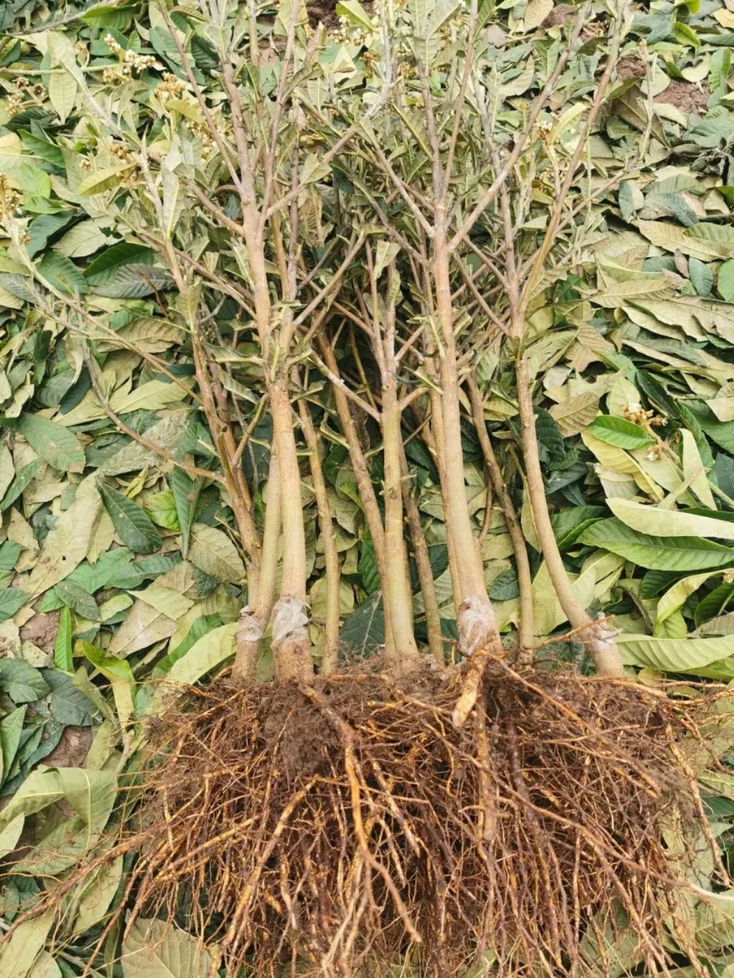早钟6号枇杷苗 基地直供,现挖发货,品种保证,量大优惠