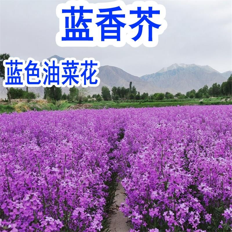 蓝香芥种子花种子四季易活景观花海花卉欧亚香花芥花籽庭院四季易