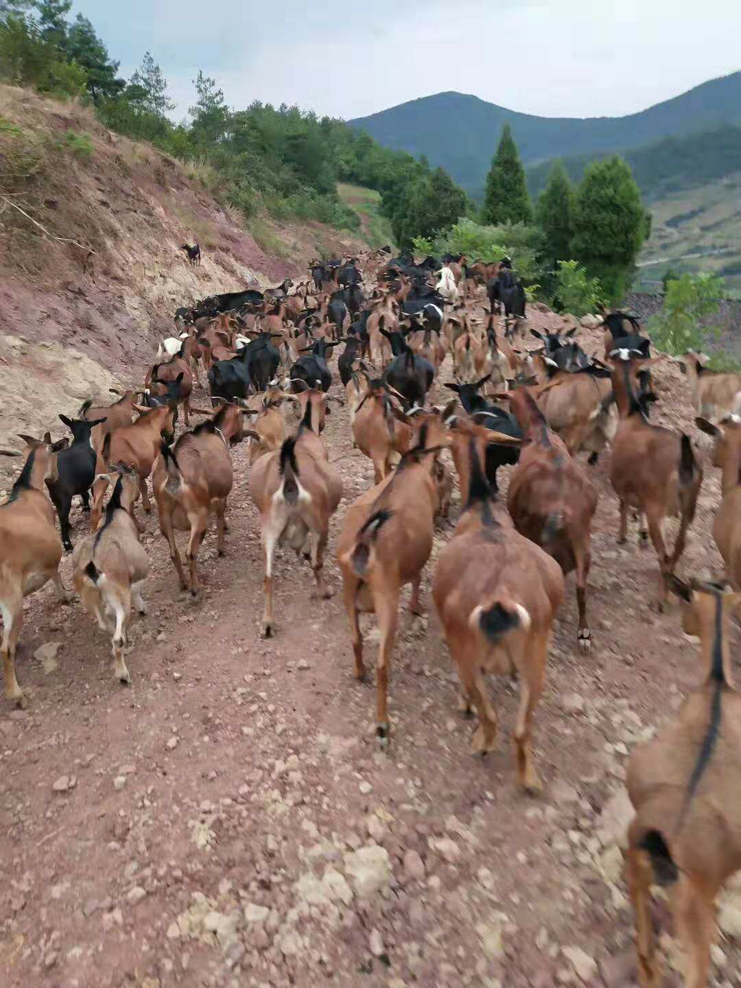 重庆綦江 黑山羊黄山羊各种杂毛山羊常年出售,四川重庆均有货源