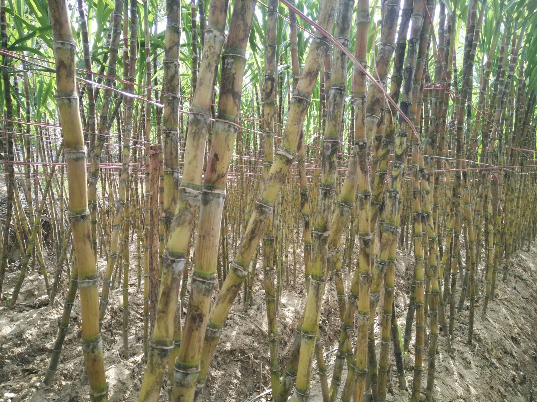 云南文山 西畴鸡街黄皮水果甘蔗!脆皮!清甜汁多!