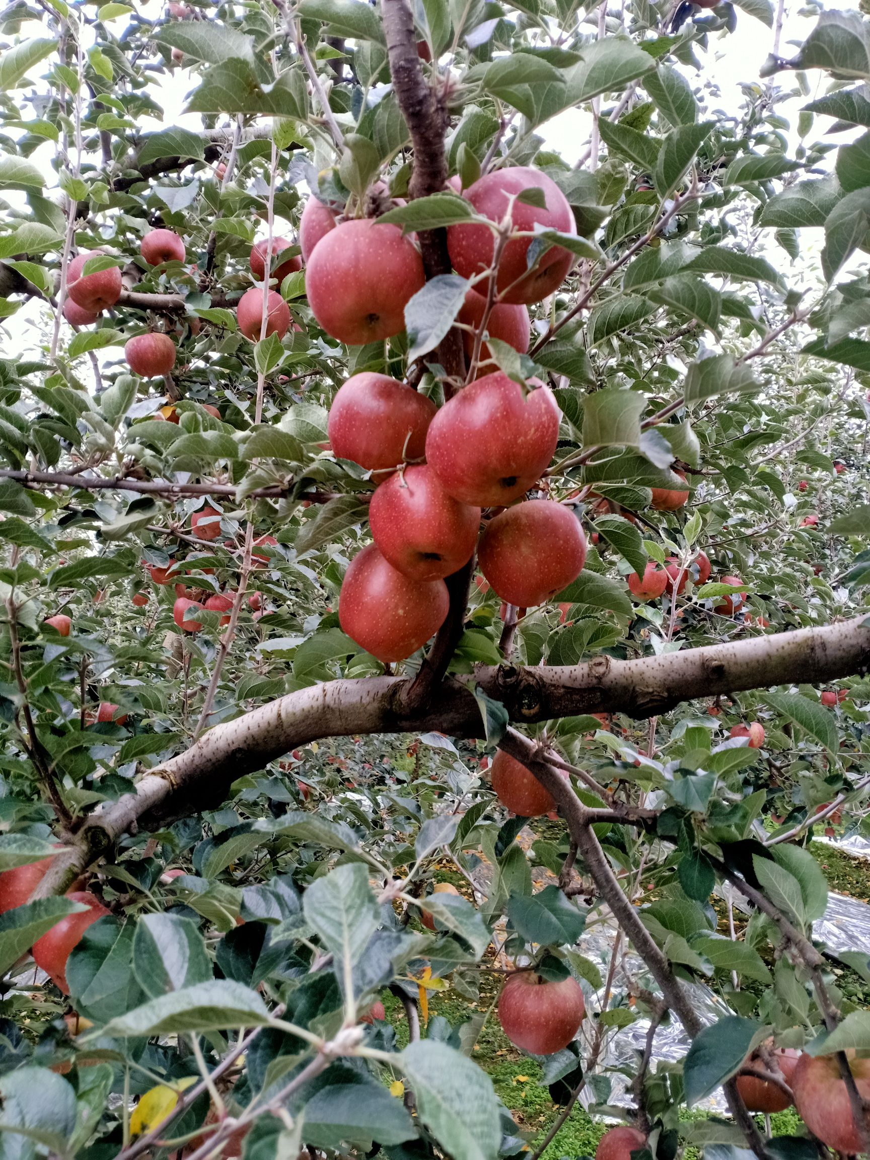 [冰糖心苹果批发] 云南省昭通市昭阳区糖心苹果价格79