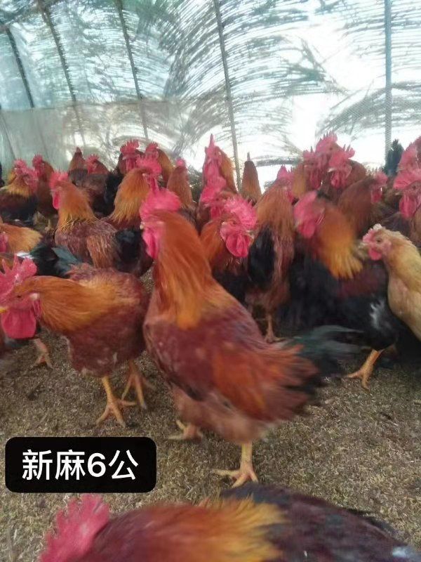 麻鸡苗 新麻六公