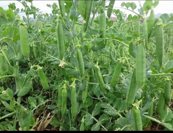 豌豆种子 菜籽豌豆苗 蔬菜种子青豆麦豌豆寒豆麦豆雪豆毕豆麻累