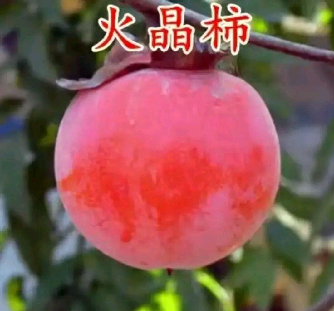 火晶柿子苗 正宗嫁接苗 基地直销 保证品种 包成活 提供种植技术指导