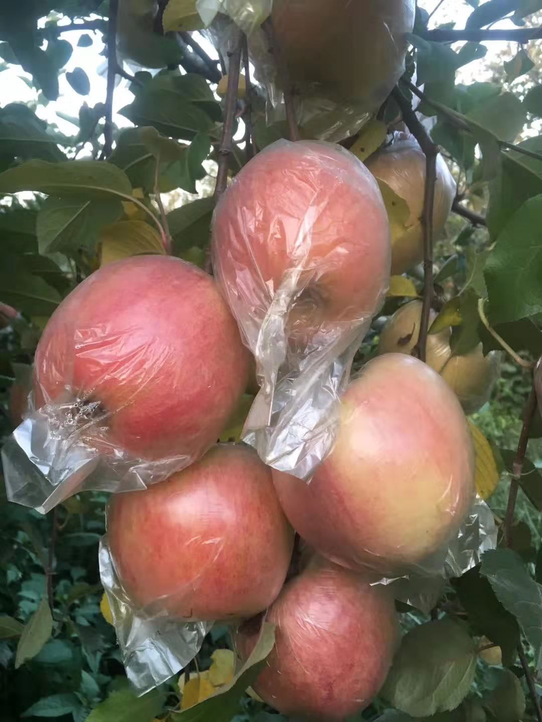 丑苹果 丰县大沙河原生态红富士