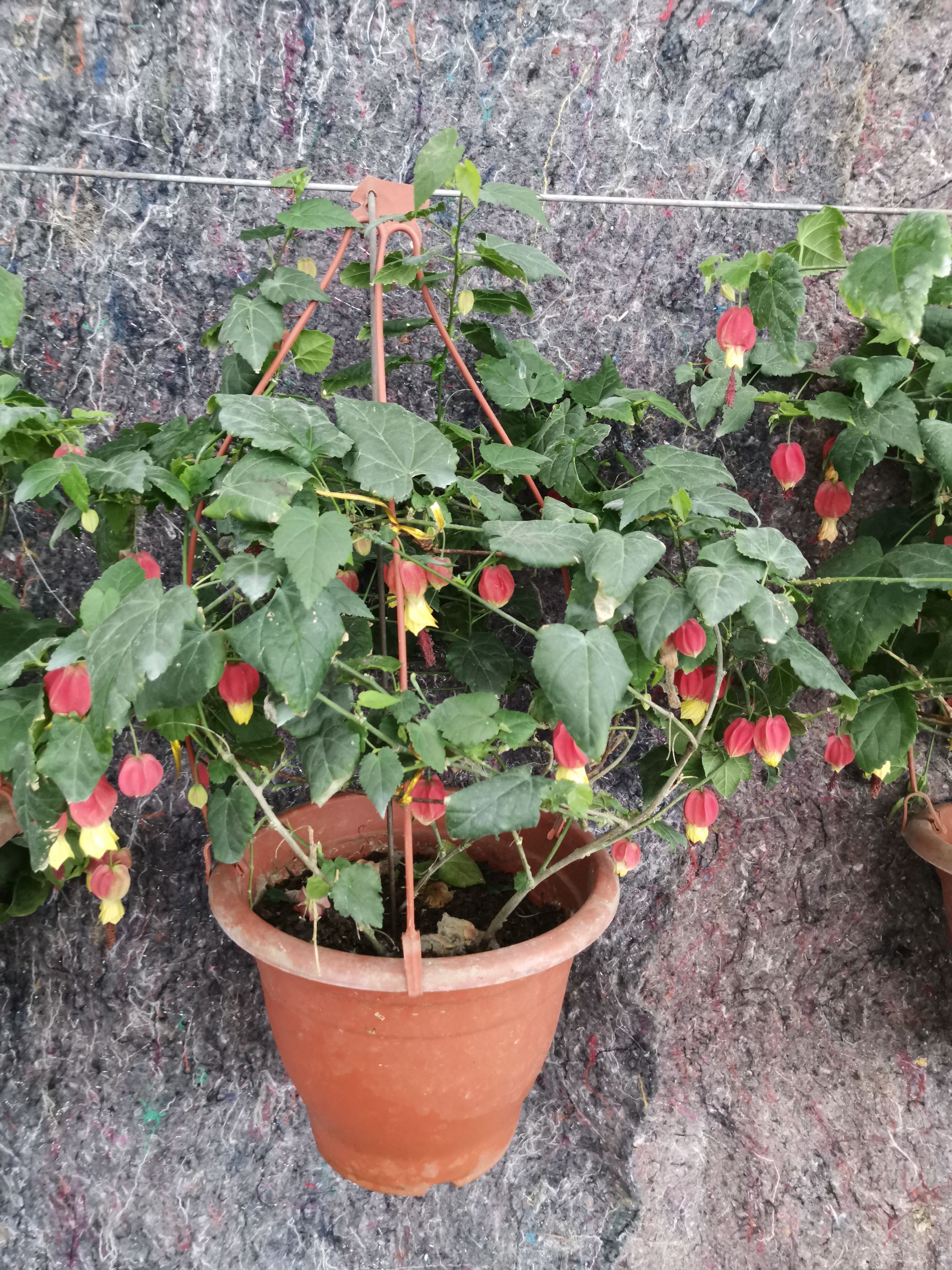 灯笼花藤本爬藤植物盆栽蔓性风铃花室内外庭院观花绿植四季好养