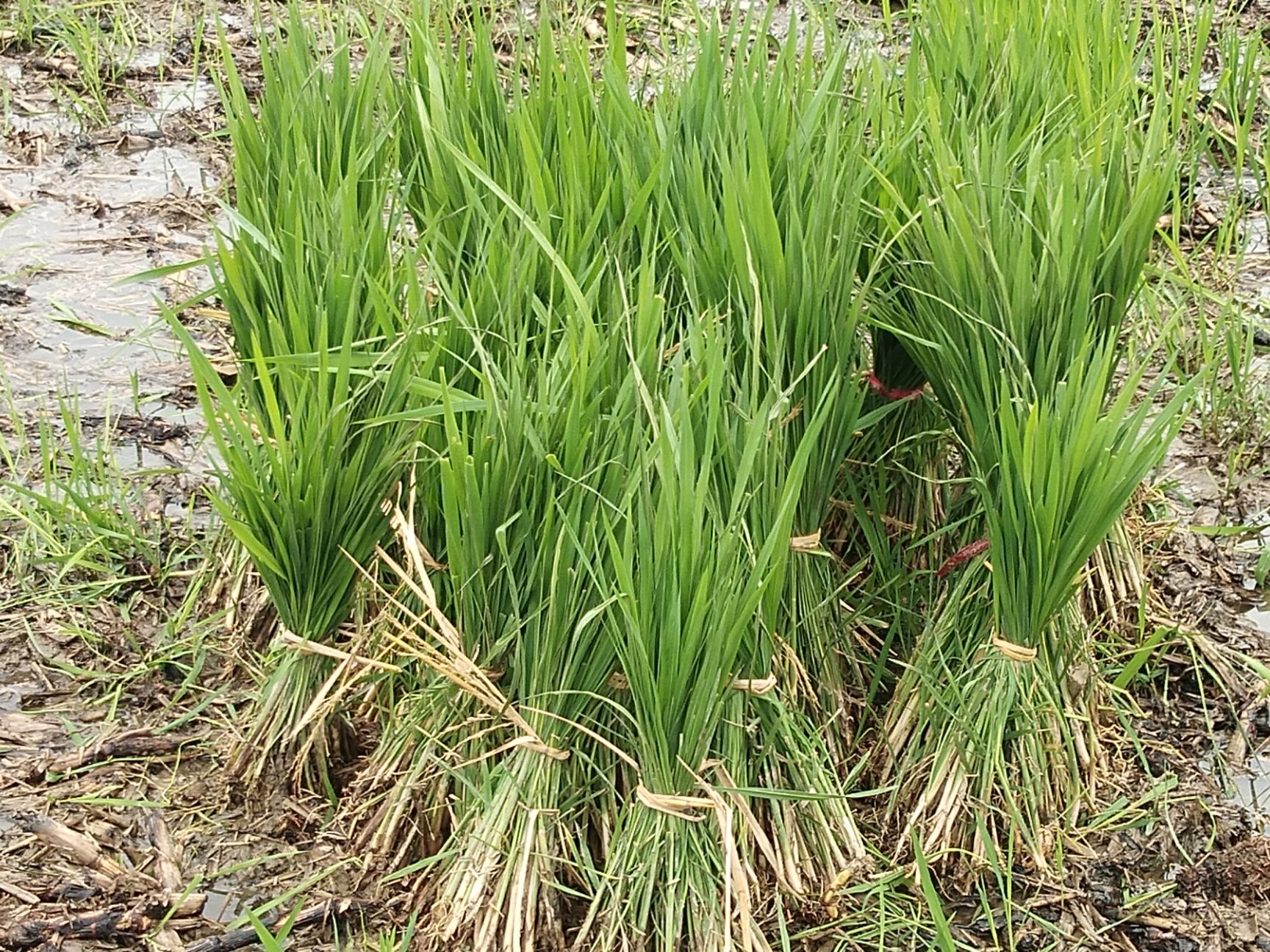 江西赣州定南县茭白种苗 优质高产茭白苗