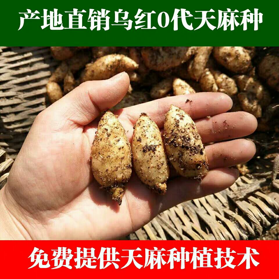 湖北省宜昌市夷陵区天麻种子 下堡坪农户直销乌红0代天麻种苗天麻