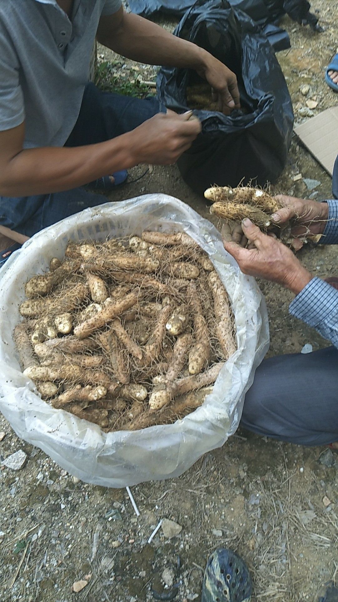 姜薯 潮汕地带特色独有特产叫姜茨(小淮山).认准本产品原头产惠来.