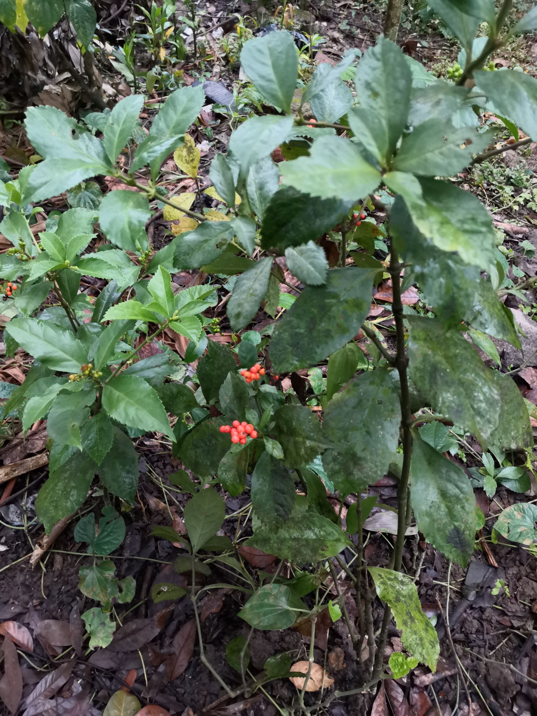 生草珊瑚,九节茶