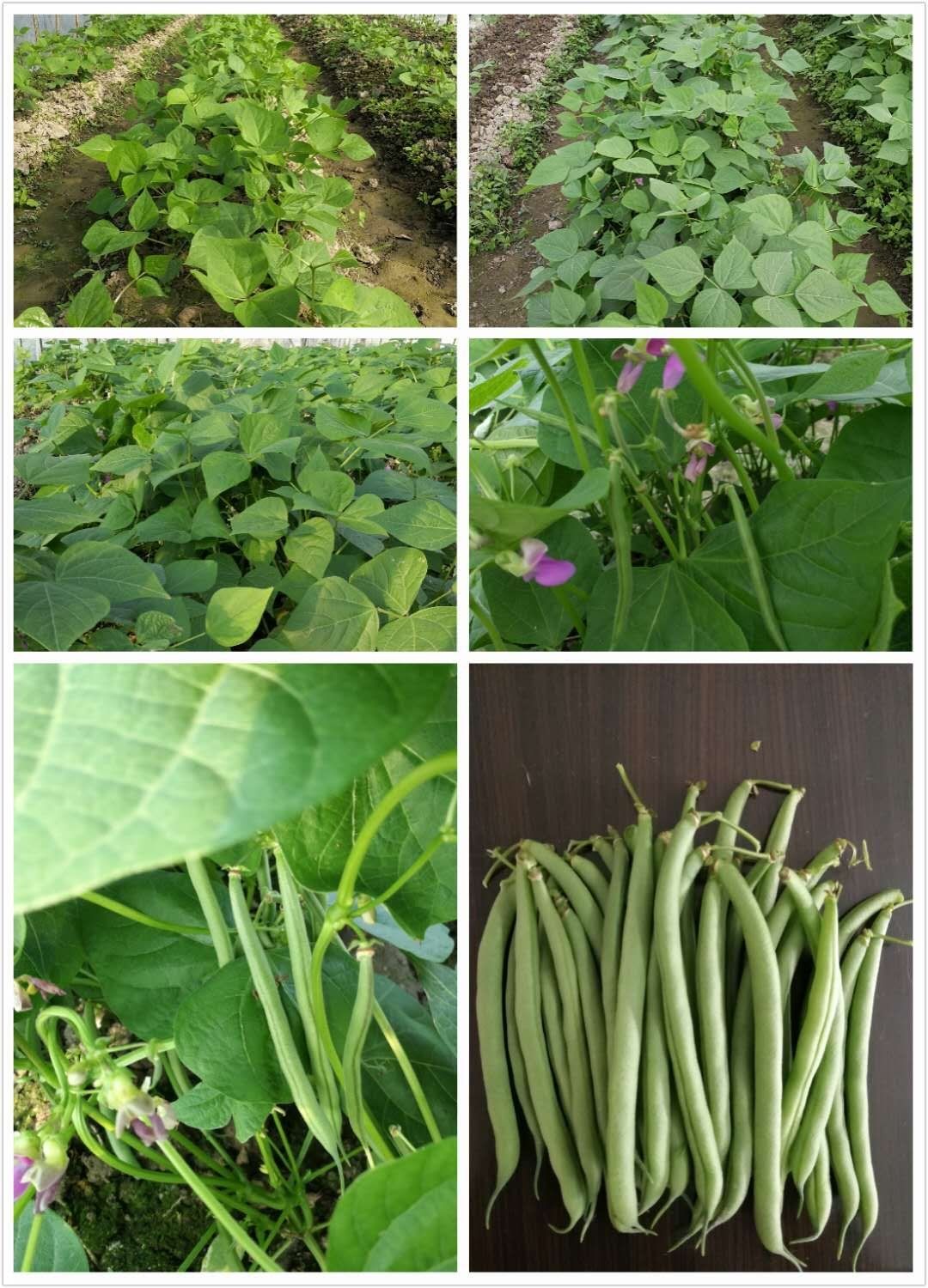 刀豆种子