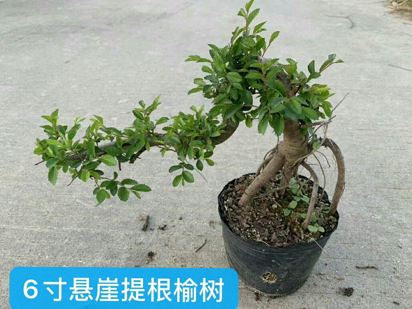 云南省昆明市呈贡区造型榆树 悬崖榆树盆栽,盆景材料