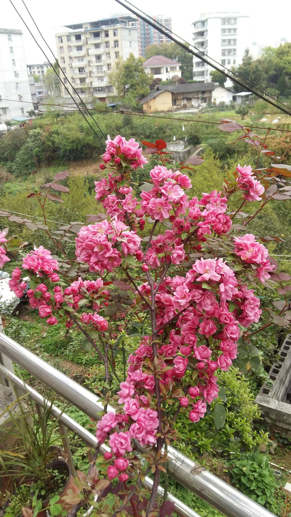 [绚丽海棠批发] 凯尔斯海棠价格60元/棵 - 惠农网