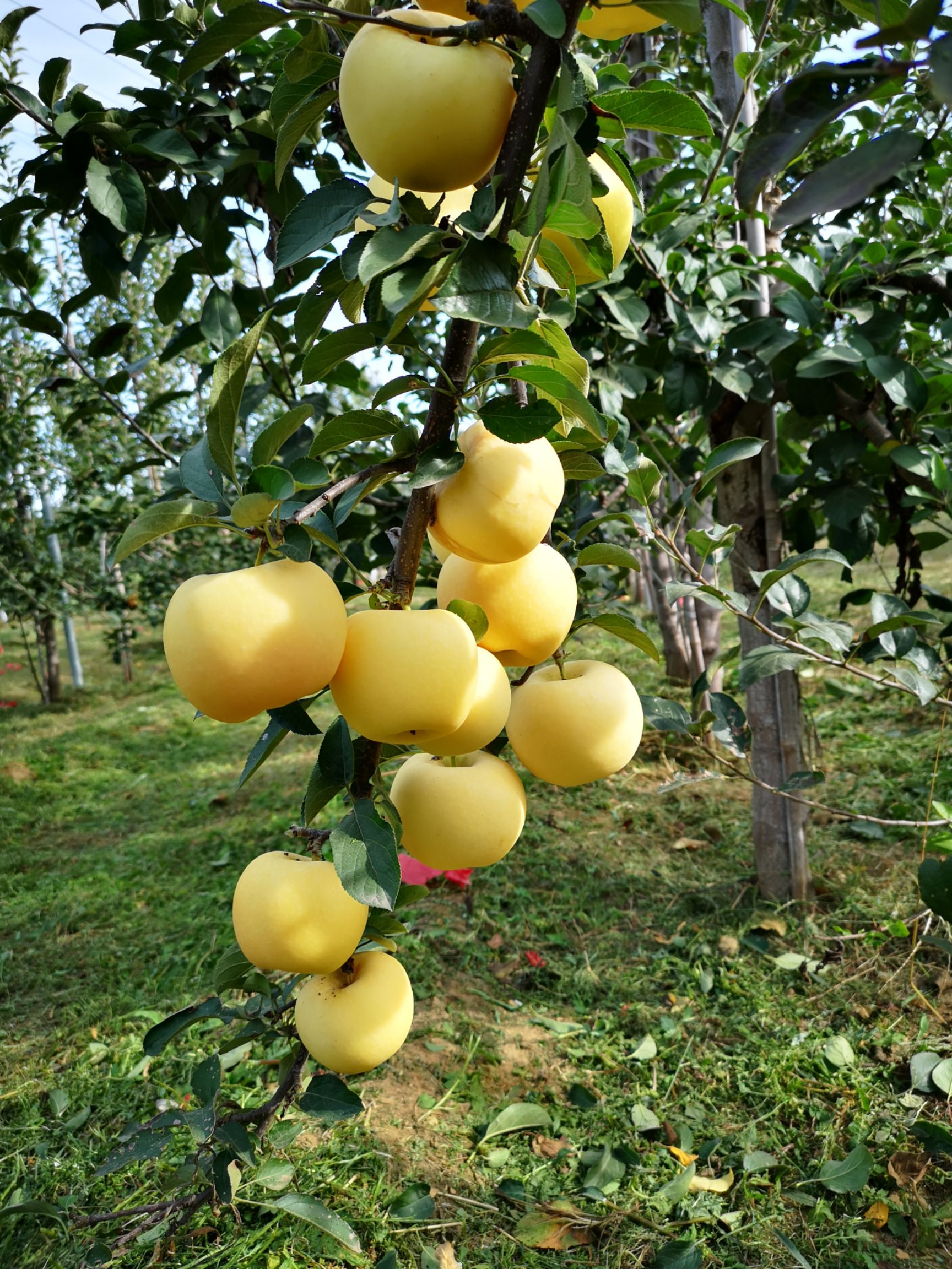 苹果树苗黄金苹果苗 苹果苗黄金苹果苗不变面苗木有防伪标签,签订合同