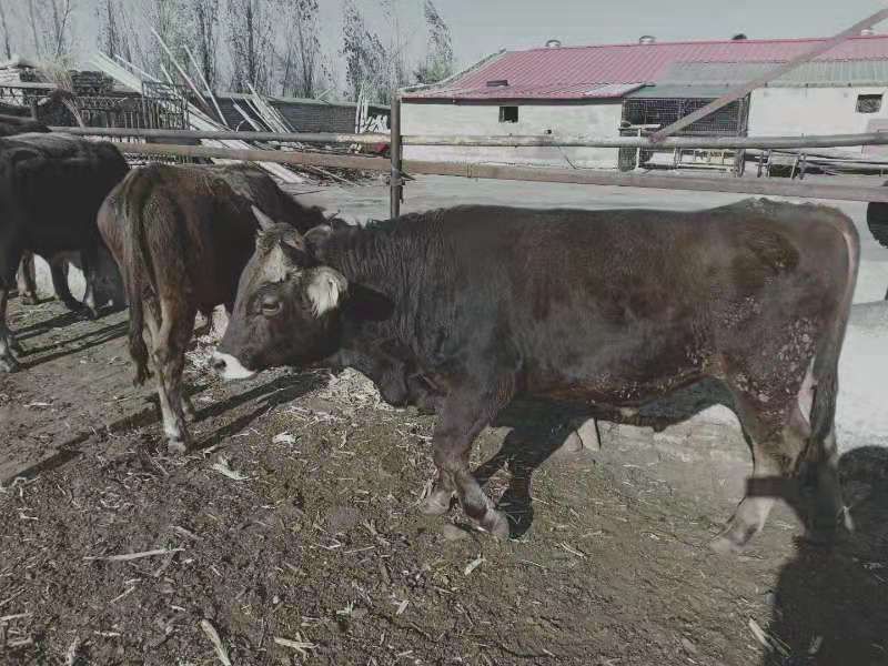 新疆褐牛 600-800斤 公牛