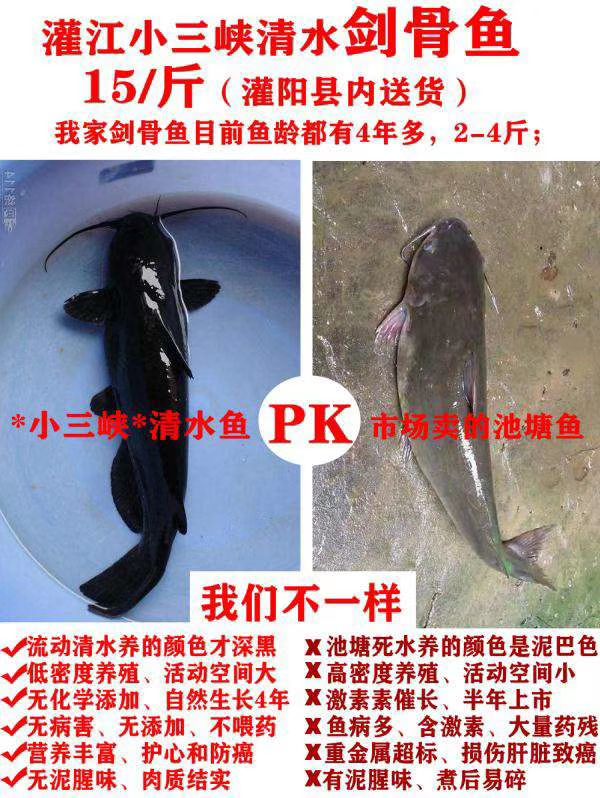 叉尾鮰鱼 网箱叉尾鮰剑骨鱼大型水库鱼大江网箱鱼2斤3斤养殖4年
