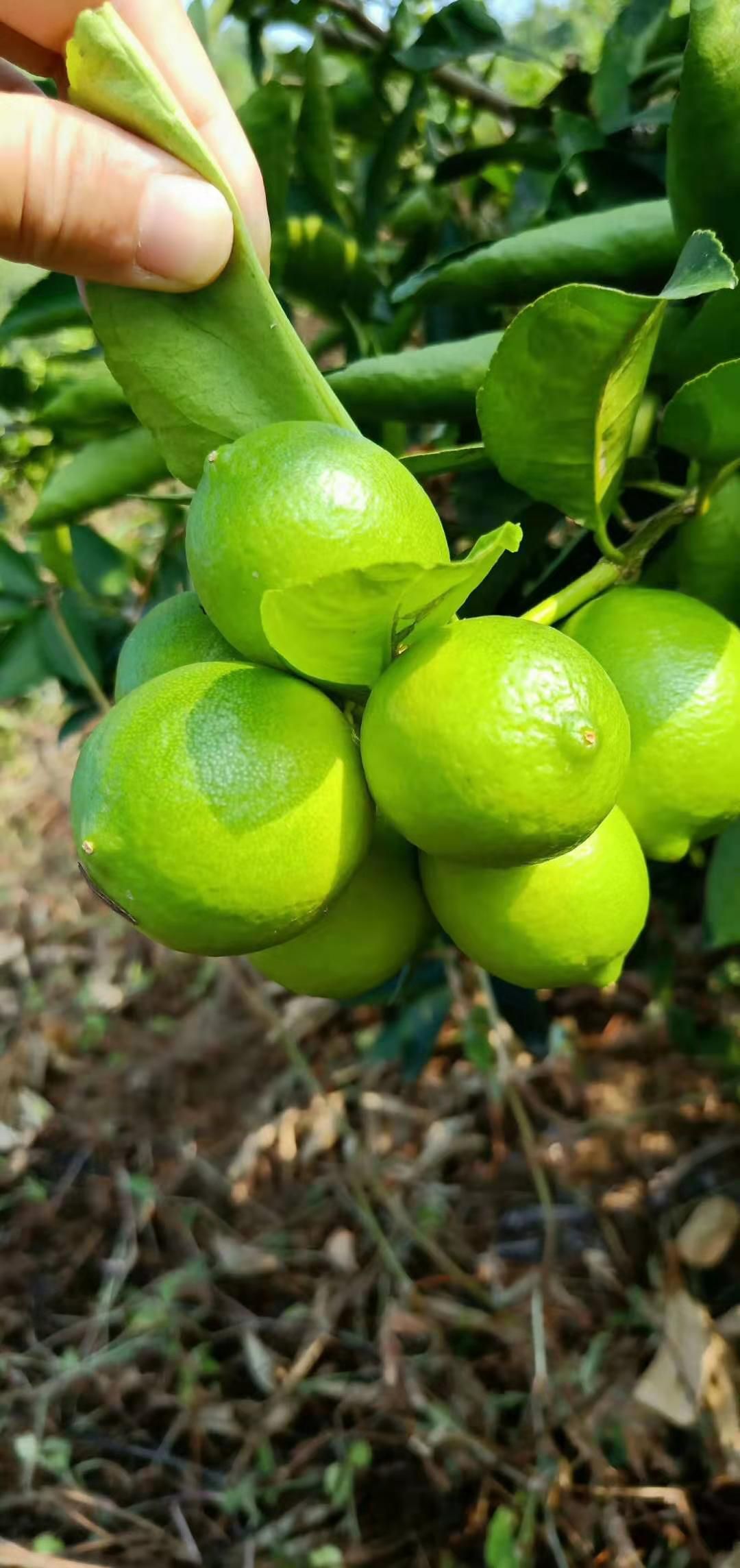 香水柠檬